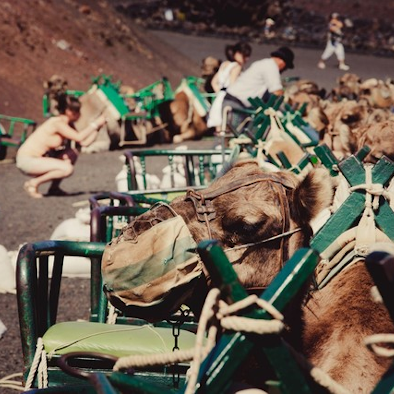 Maspalomas Dunes Camel Ride - Accommodations in Las Palmas de Gran Canaria
