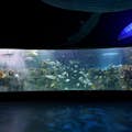 Aquarium Inbursa Mexico