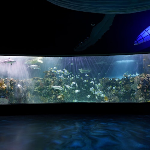 Inbursa Aquarium in Mexico City: Entrance Ticket