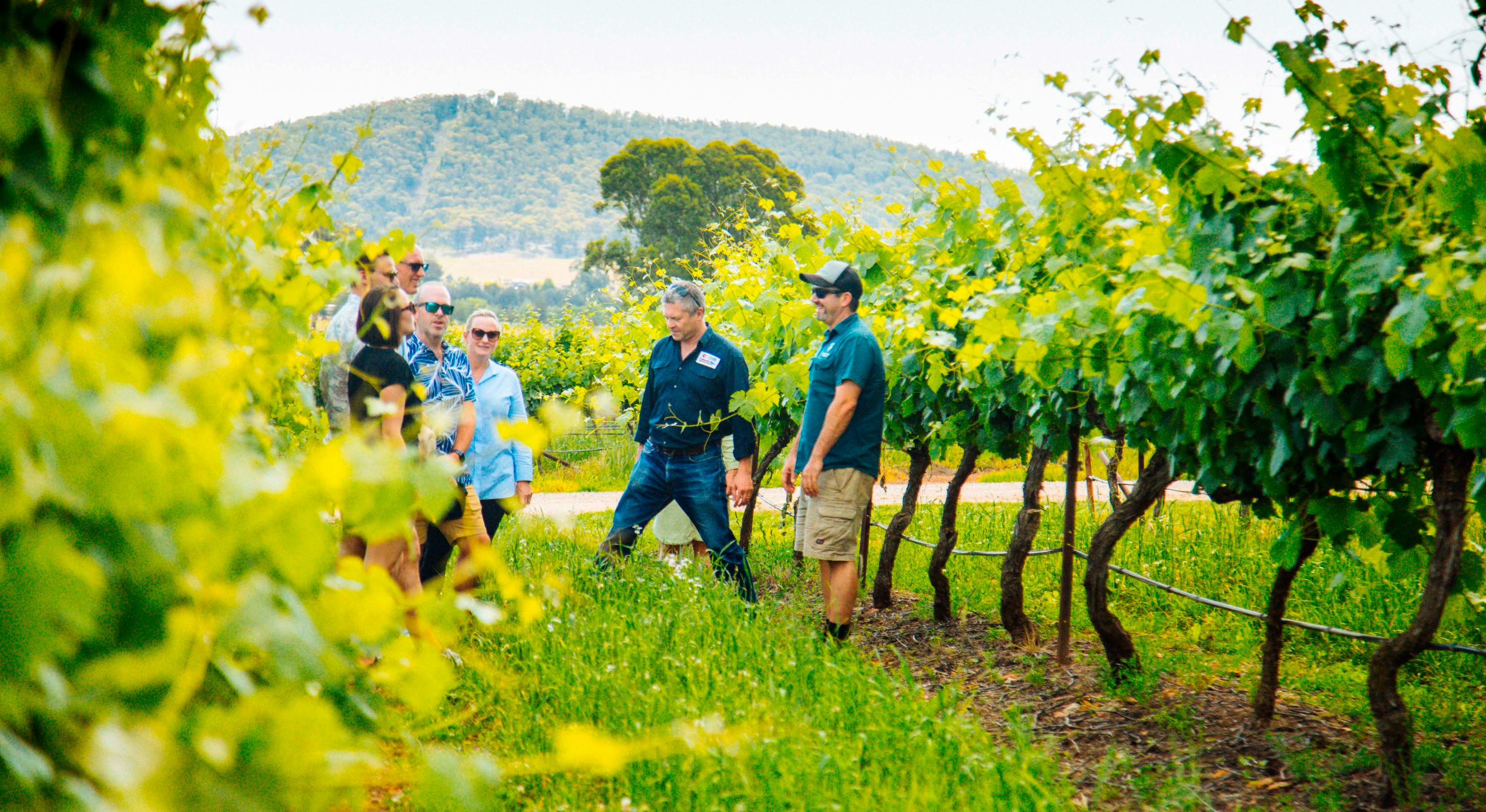 A group of people walking and talking among rows of green grapevines in a vineyard, with a hill visible in the background.