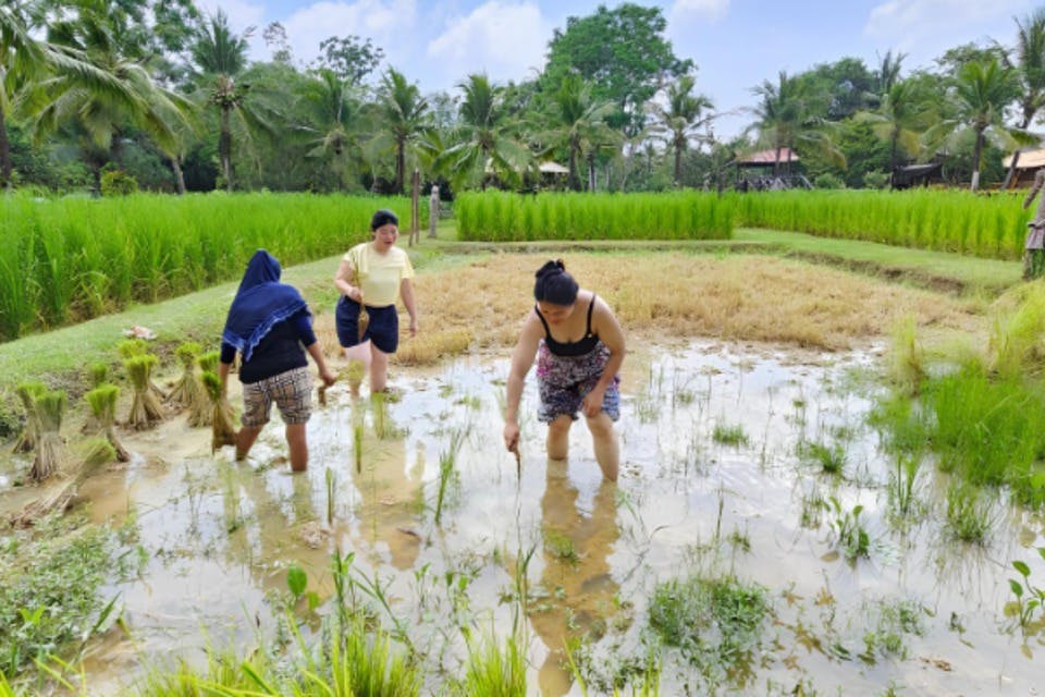 Εξερευνήστε ορυζώνες και δείτε τις διαχρονικές μεθόδους που χρησιμοποιούνται για τη φύτευση ρυζιού.