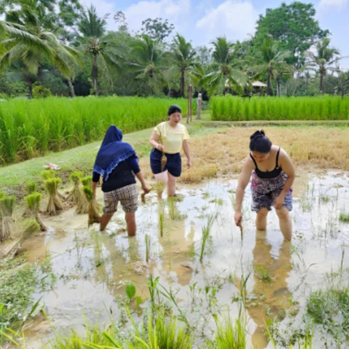 Fazenda antiga de Phuket: Visita guiada - Photo 20