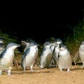 Μικροί πιγκουίνοι