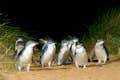 Små pingviner