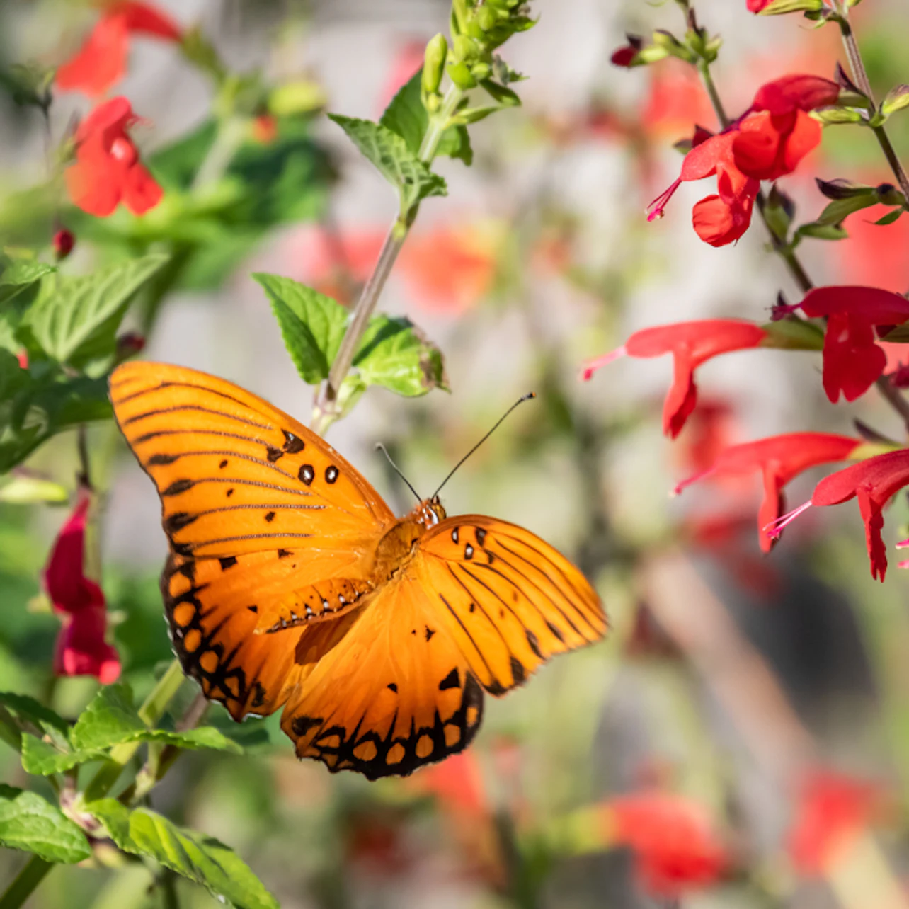 Flamingo Gardens: Skip The Line Ticket in Davie β Tiqets