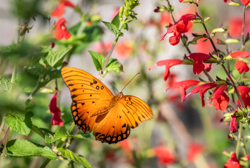 An orange butterfly with black spots rests on a green plant surrounded by red flowers.