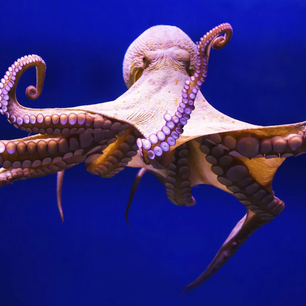Gran Canaria: Guided Day Tour from Tenerife + Aquarium & Distillery Entry