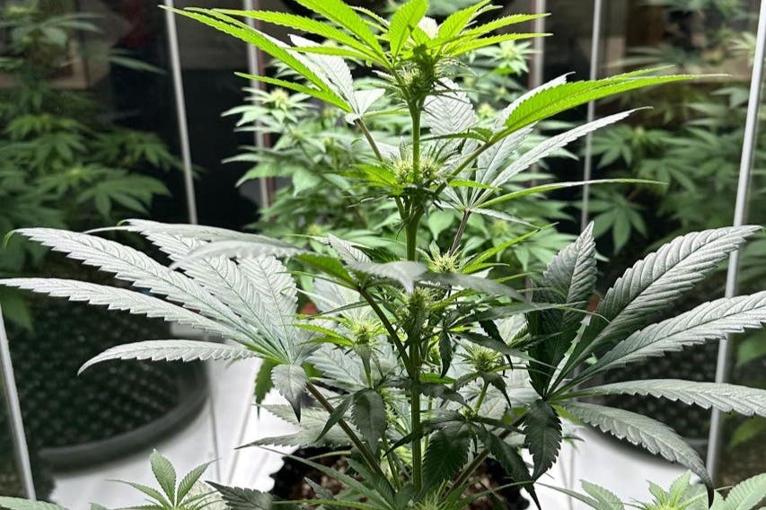 Plantes de cannabis exposées au musée