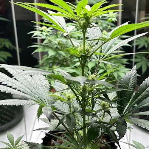 Museu da Cannabis em Amsterdã: bilhete de entrada + audioguia - Photo 2