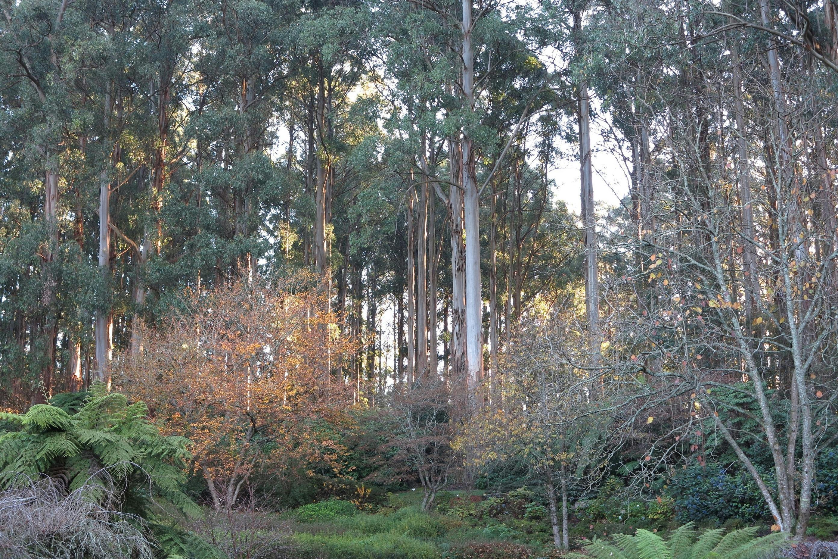 Dandenong Ranges