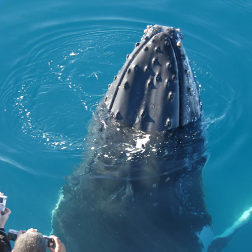 Hervey Bay: Half-Day Whale Watching Cruise - Photo 3