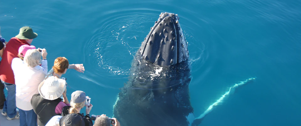 Humpback whale surfacing in blue water, surrounded by people taking photos.