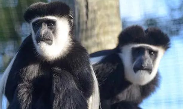 A colobus monkey with black fur and white facial markings sits near a tree, against a diffuse blue background.
