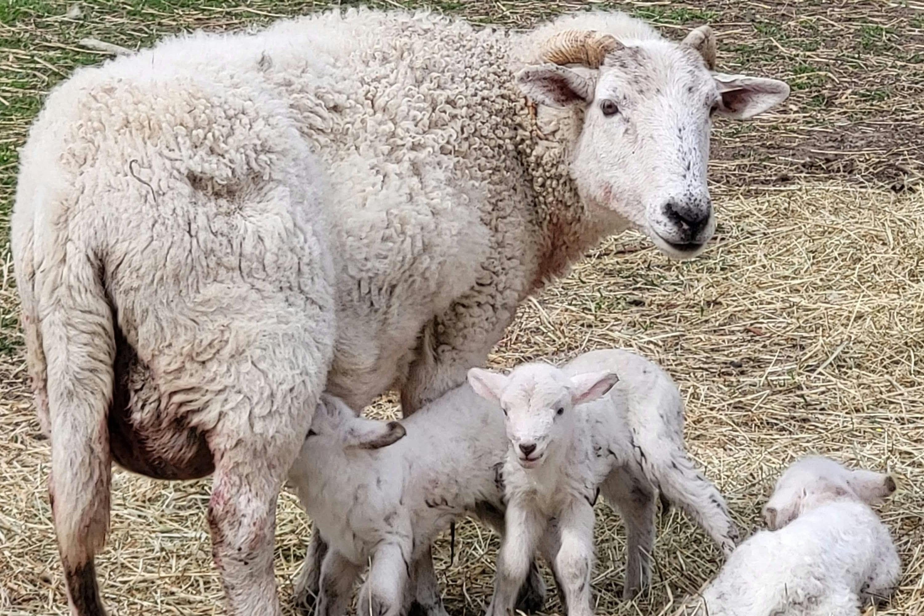 Ovce stojící na slámě se dvěma jehňaty vedle, jedno kojící a druhé hledící do kamery.