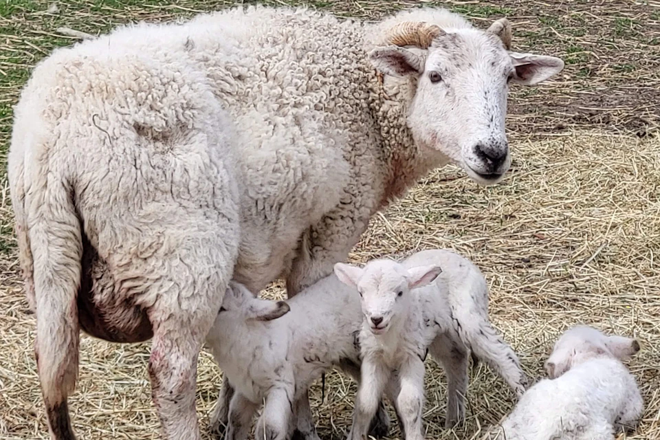 A sheep standing on straw with two lambs beside it, one nursing and the other looking at the camera.