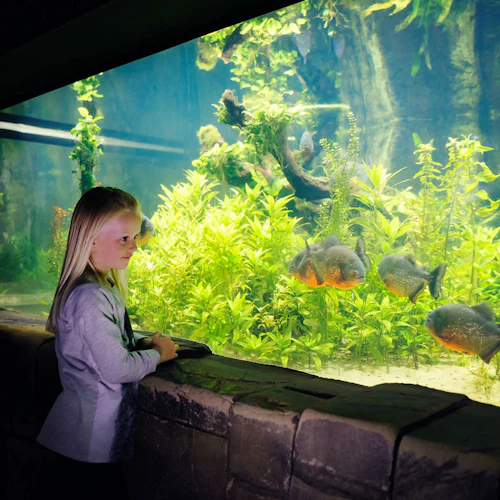 En ung flicka tittar på flera fiskar som simmar i ett stort akvarium fyllt med vattenväxter och stenar.