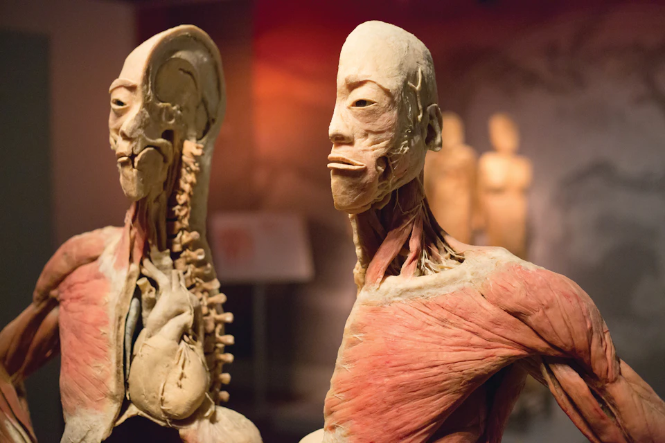 A detailed anatomical model of a human torso and head, showcasing muscles and tendons, is displayed in a museum setting.