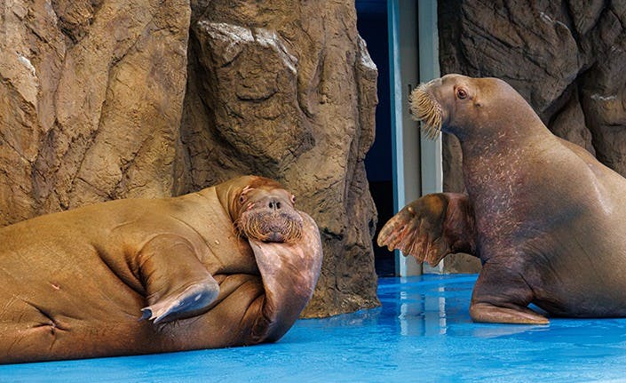 Ilsan Aqua Planet: Admission Ticket in Seoul – Tiqets