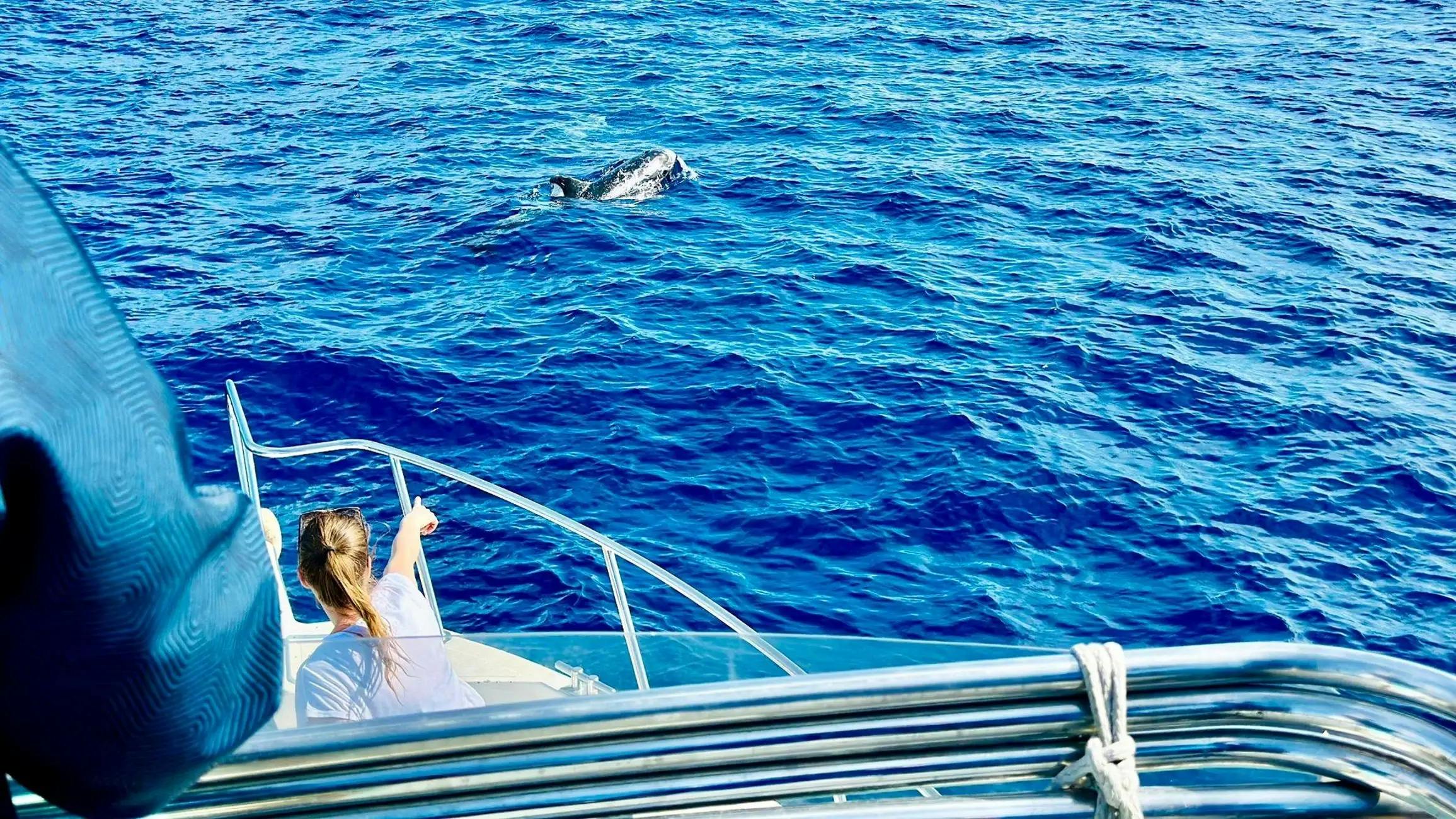 Fuerteventura: 1.5-Hr Dolphin Watching Cruise + Hotel Pickup