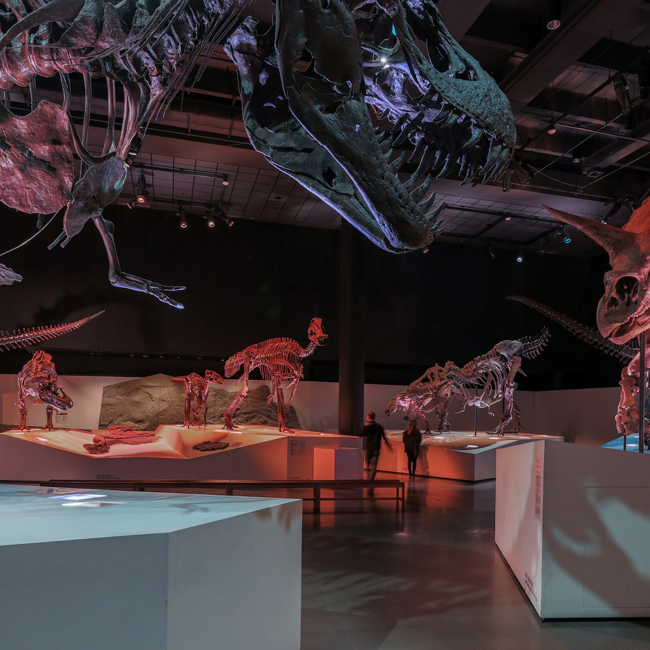 Museo de Ciencias Naturales de Houston: Entrada general - Alojamientos en Houston