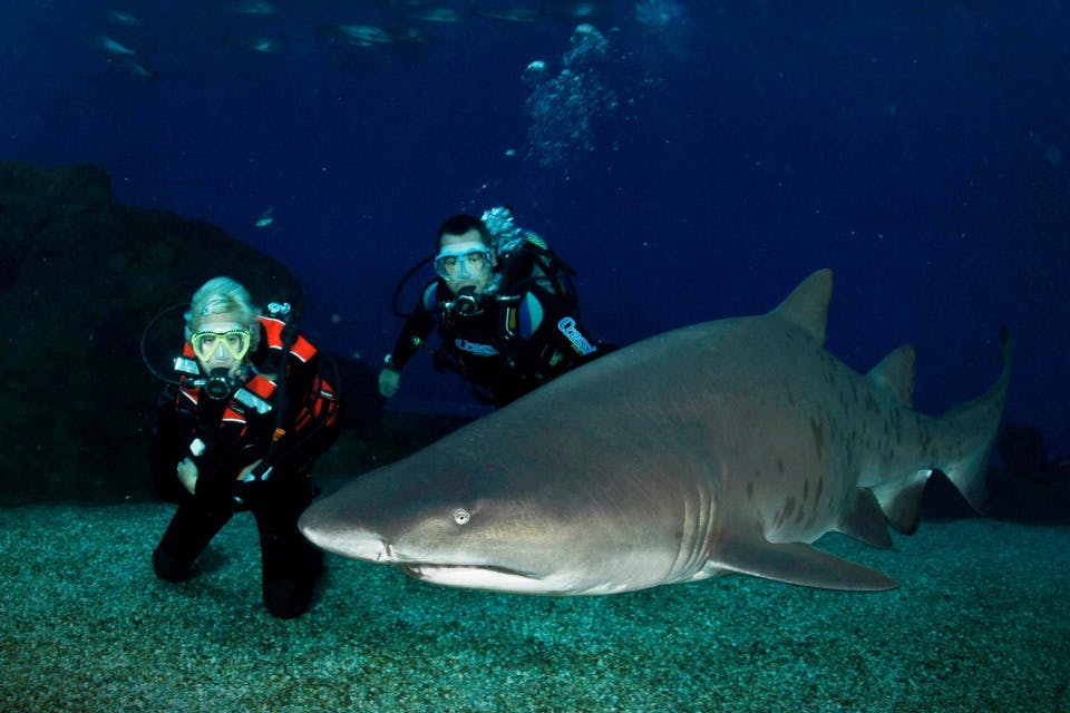 Κατάδυση έως 8,5 μ.