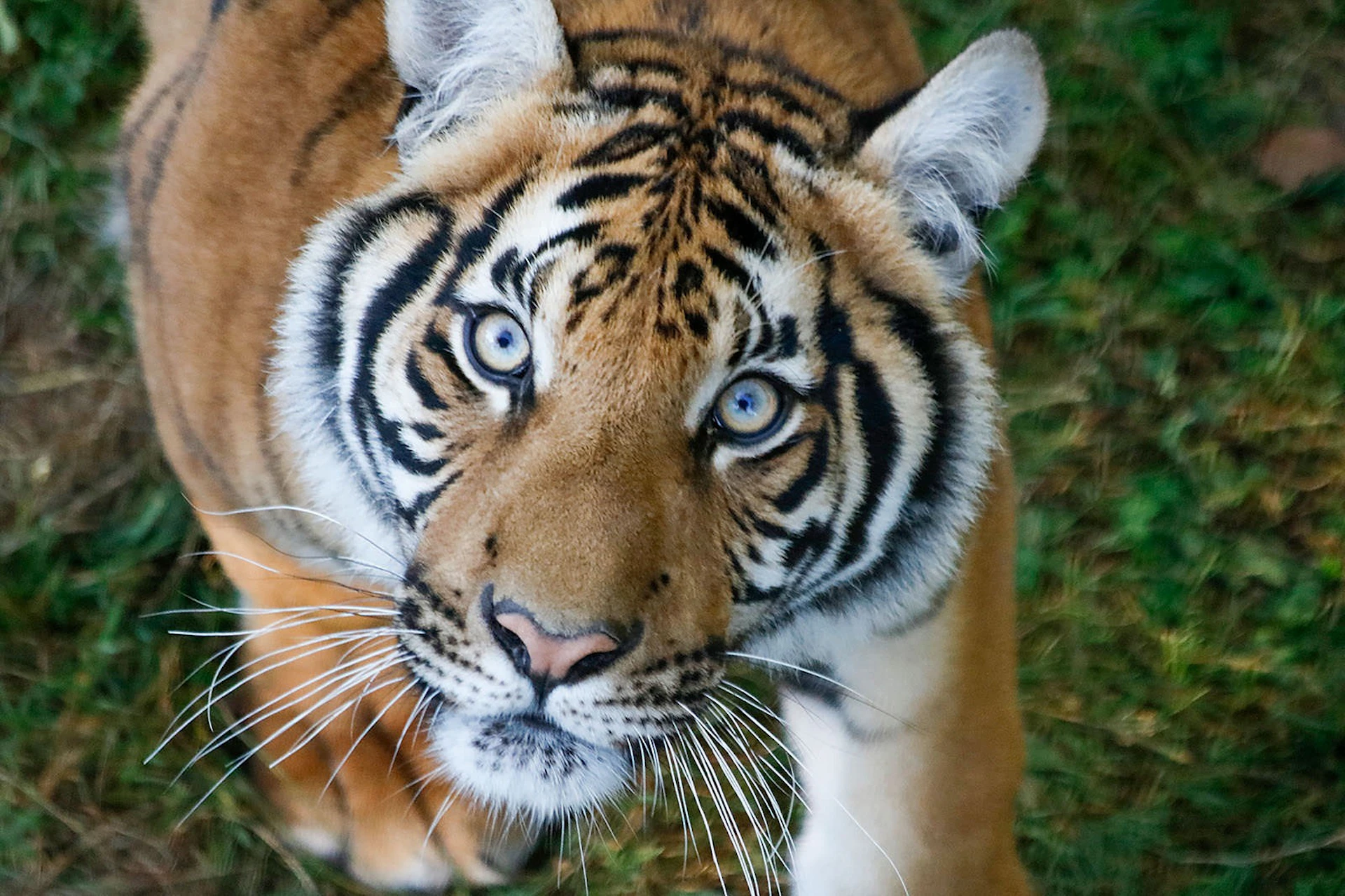 Lumigny Safari Reserve