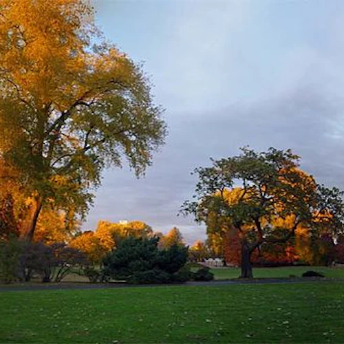 En park med grönt gräs, stora träd med höstlöv och en molnig himmel i skymningen. Vägar och några skyltar är synliga.