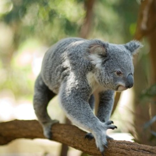 Crucero por el río Brisbane al santuario de koalas Lone Pine