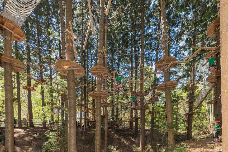 Treetops The Hills