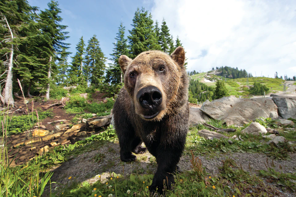 A close-up of a brown bear standing on a rocky area with green grass and trees, under a partly cloudy sky.