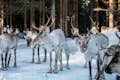 Visit to reindeer farm