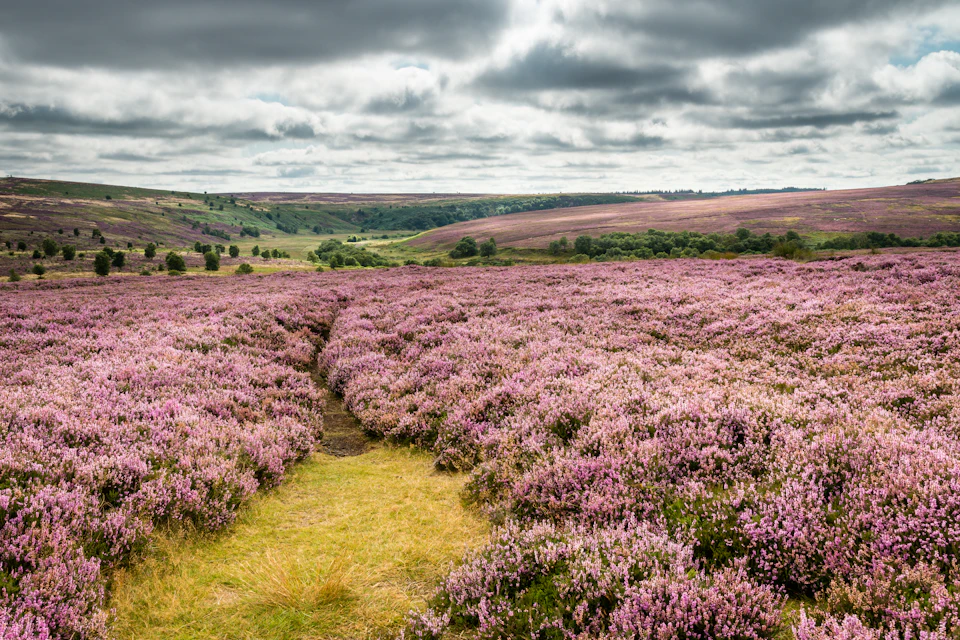 Heather in the North York Moors National Park
