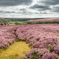 Heather in the North York Moors National Park
