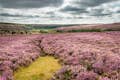 Heather in the North York Moors National Park