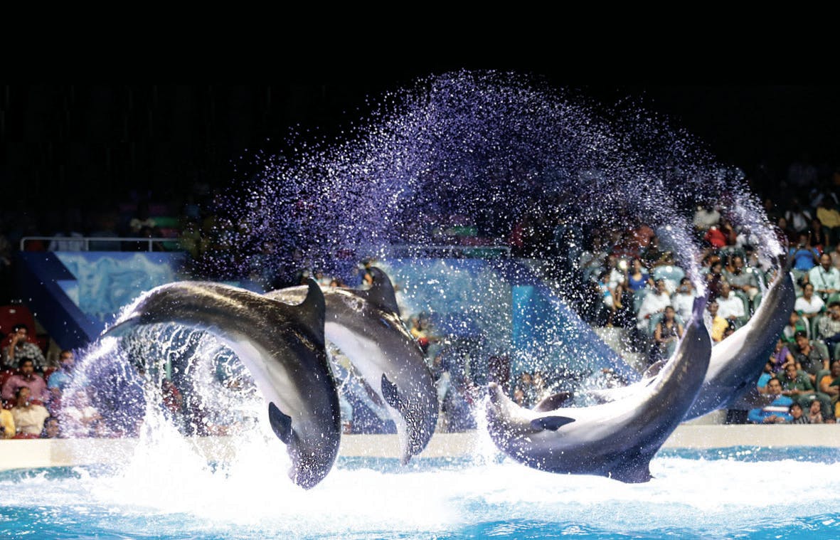 Dubai Dolphinarium: Dolphin and Seal Show | Tiqets