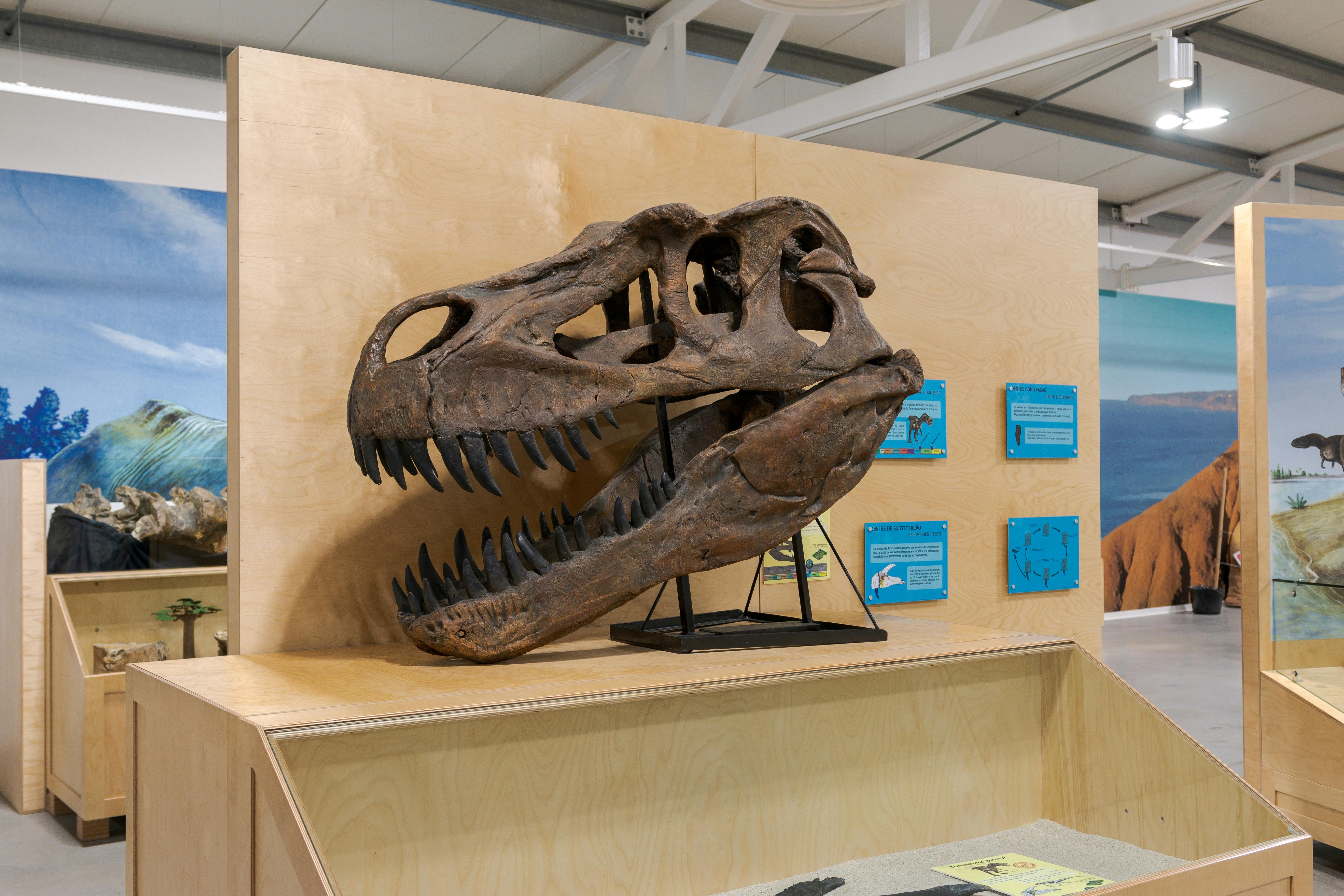 Un grand crâne de dinosaure exposé dans un musée, monté sur une plate-forme en bois avec des plaques d'information à l'arrière-plan.