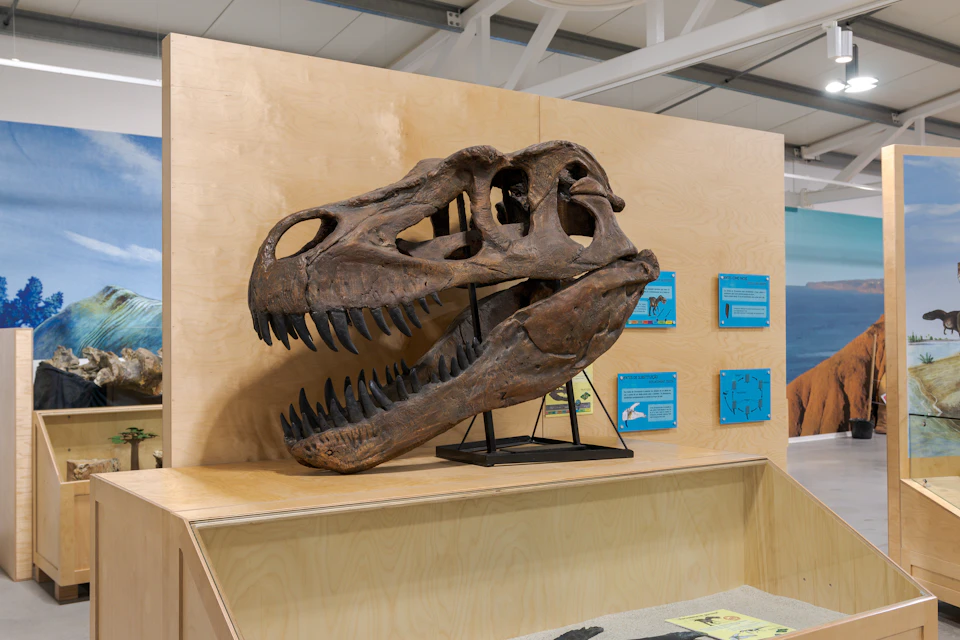 A large dinosaur skull on display in a museum, mounted on a wooden platform with informational plaques in the background.