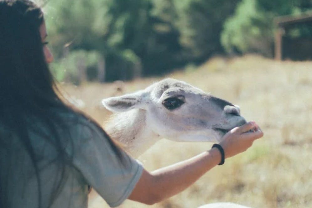 Fondation de la réserve forestière sauvage