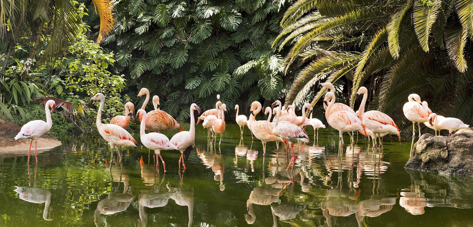 Afbeelding van flamingo's