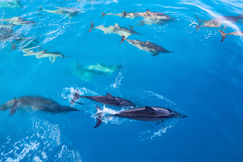 Several dolphins swimming together in clear blue water.