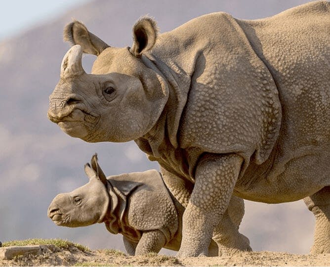 San Diego Zoo Safari Park: 1-Day Entry Ticket