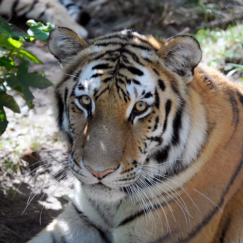 Ein Tiger mit markanten schwarzen und orangefarbenen Streifen ruht auf dem Boden in einem schattigen, grasbewachsenen Bereich. Ein weiterer Tiger ist teilweise im Hintergrund zu sehen.