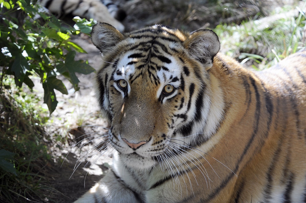Bronx Zoo