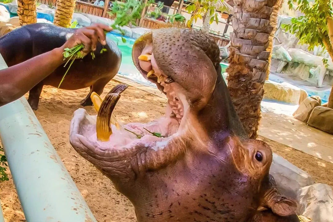 エミレーツ・パーク動物園