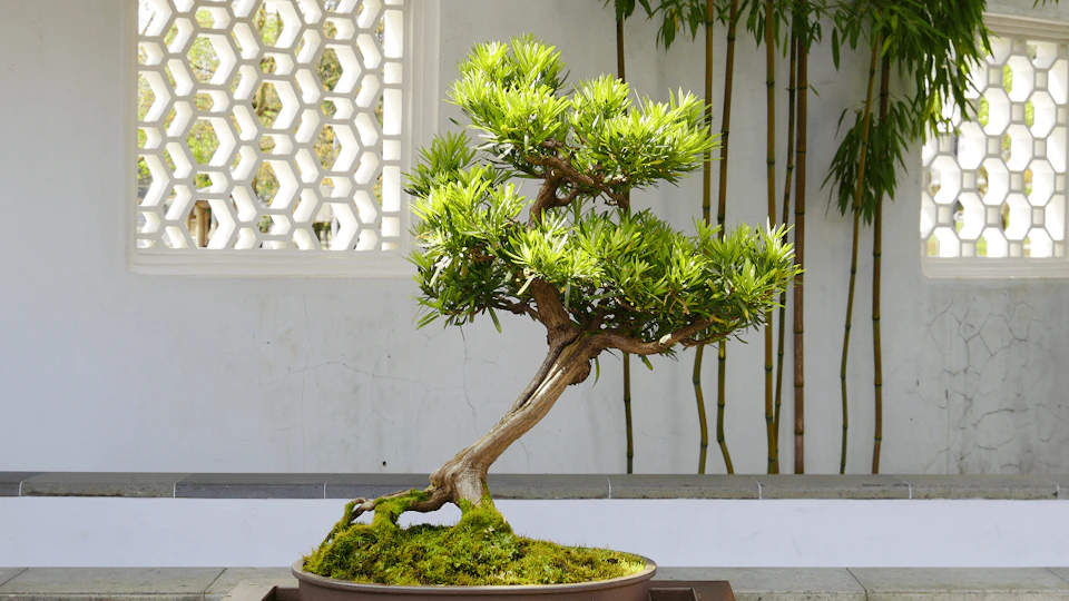 A potted bonsai tree with lush green leaves and a moss-covered base, positioned against a white wall with a decorative window.