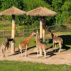 Prague Zoo: Entry Ticket + Audio Guide