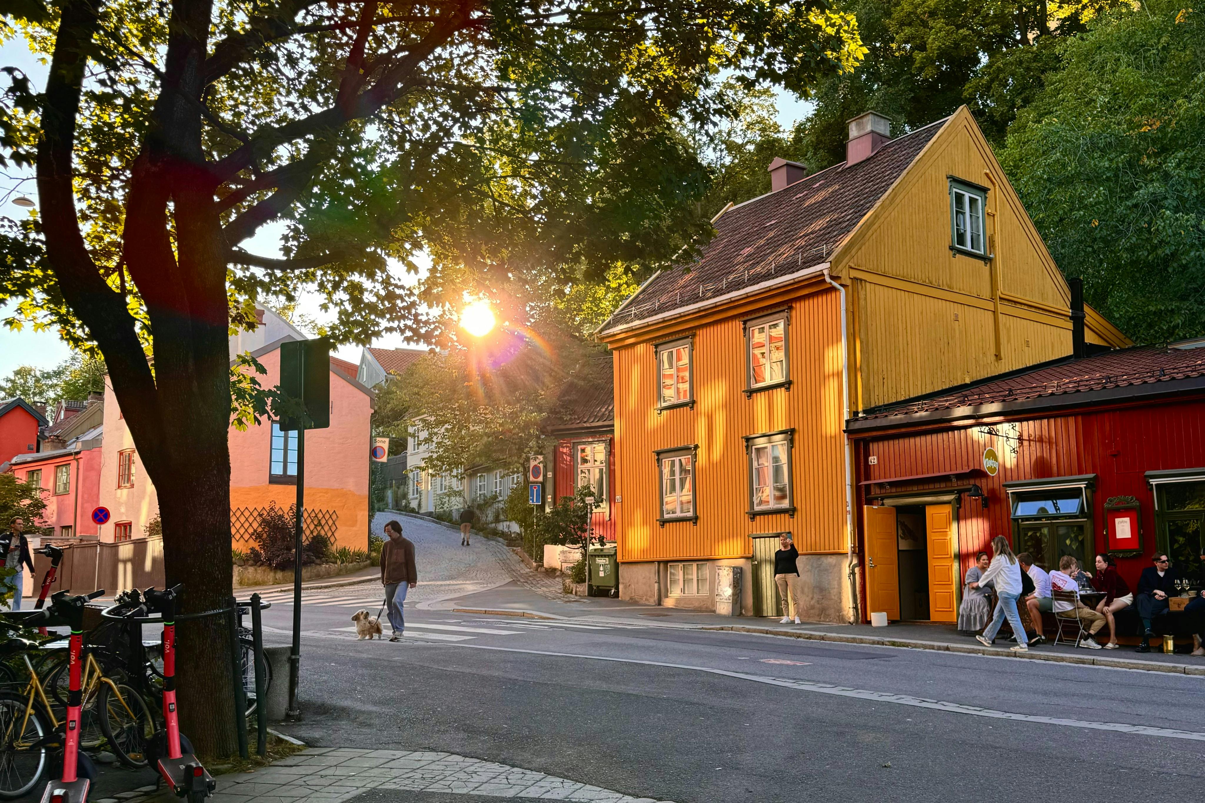 A person walks a small dog on a tree-lined street with colorful houses, and the sun sets behind them, casting a warm glow.