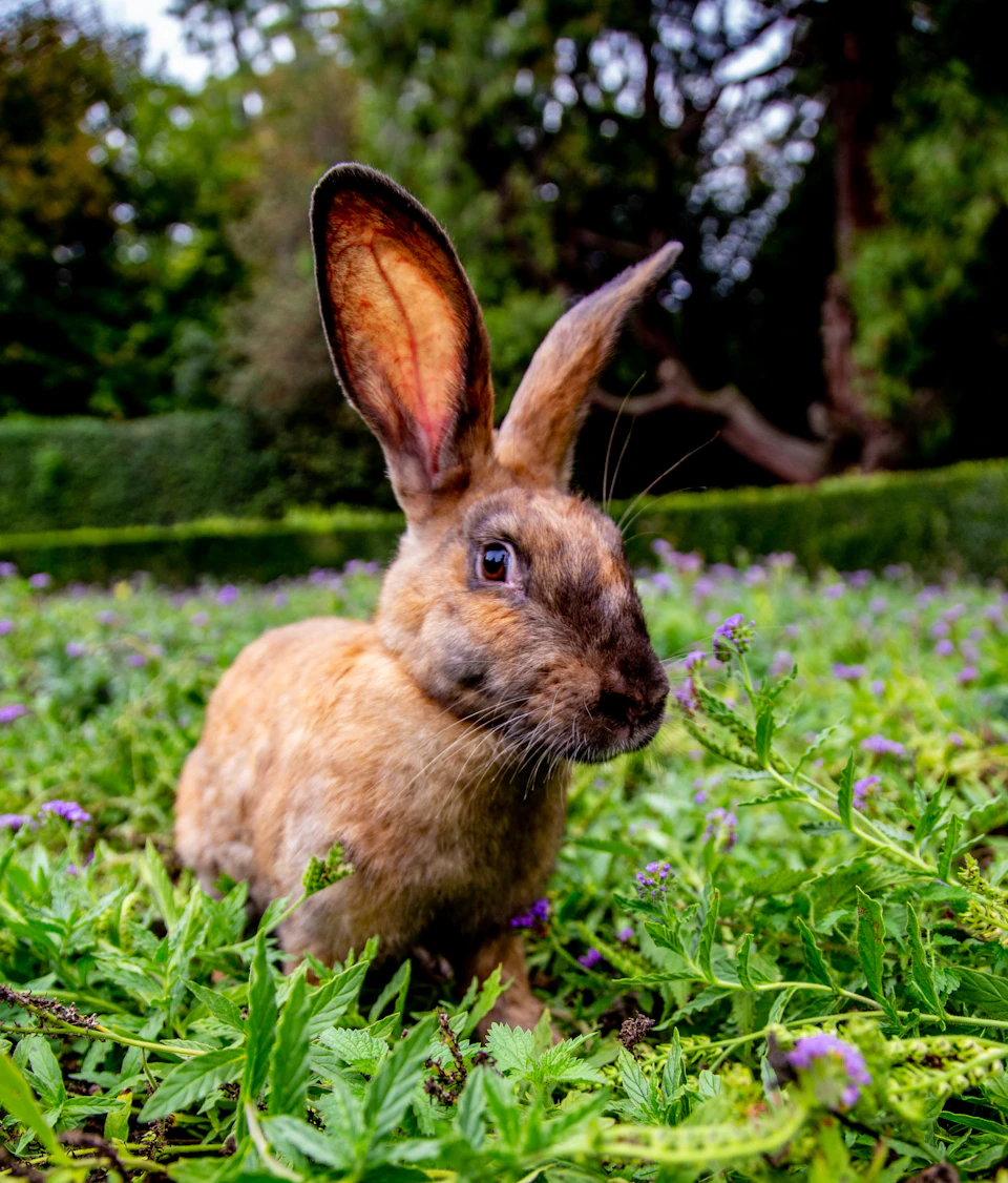 A brown rabbit with large ears sits in a field of green grass and purple flowers, with trees and hedges in the background.