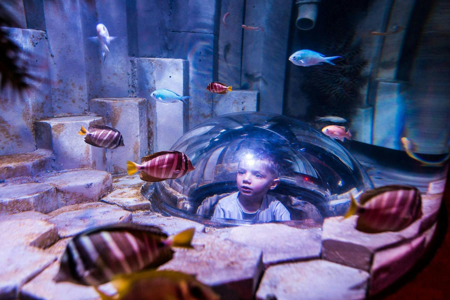 Acquario SEA LIFE Melbourne: Biglietto salta-coda (Prodotto B2B) — 6