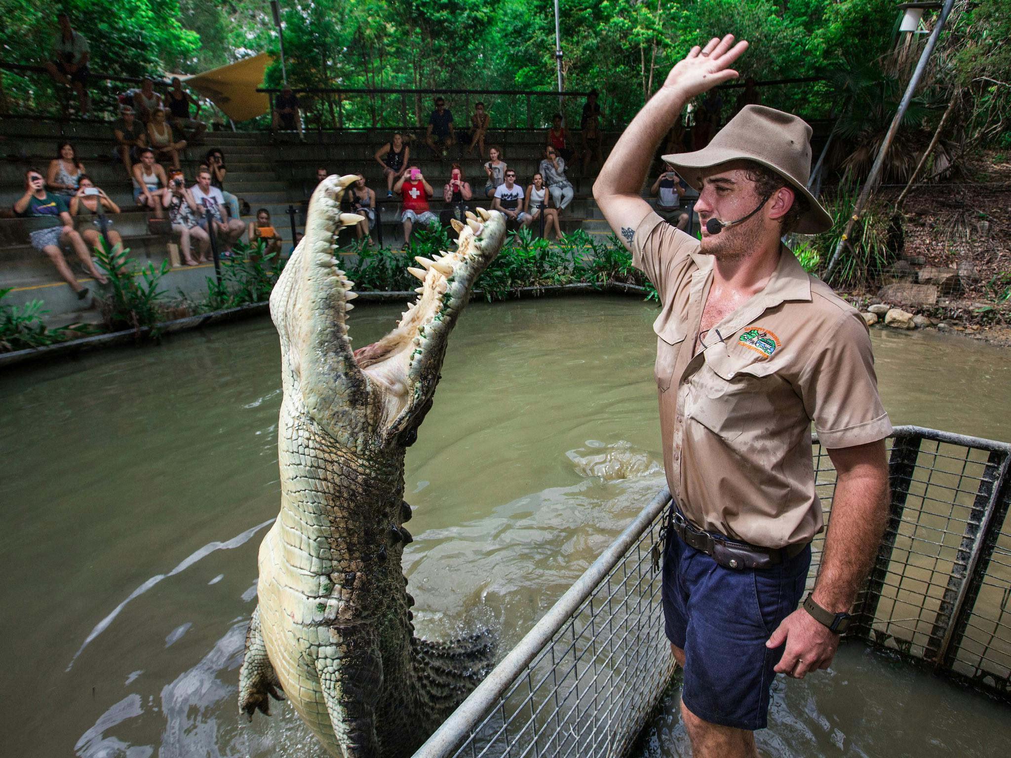 穿着野生动物园制服的动物园管理员在泳池旁的观众面前喂食跳跃的鳄鱼。
